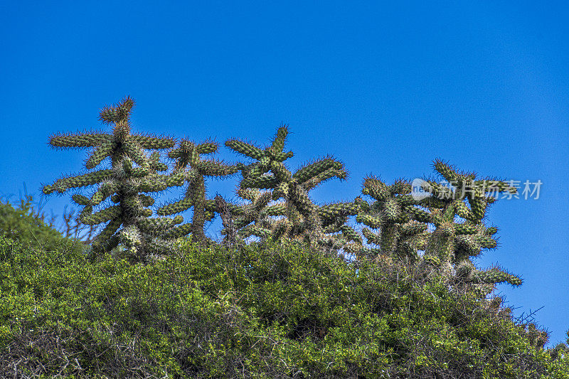 加州海滩上的Cane Cholla